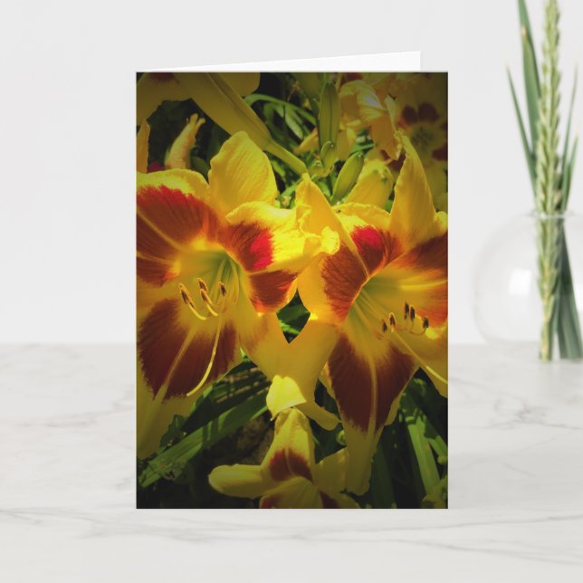 Lily, carte (Devant)