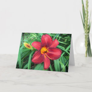 Lily, carte