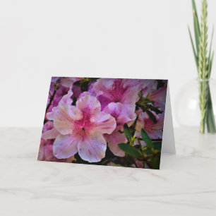 Lily, carte