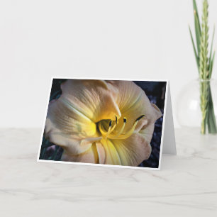 Lily, carte