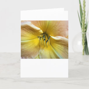 Lily, carte
