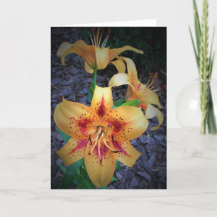 Lily, carte