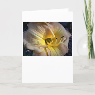 Lily, carte