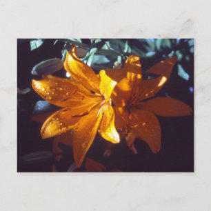 Lily Carte postale