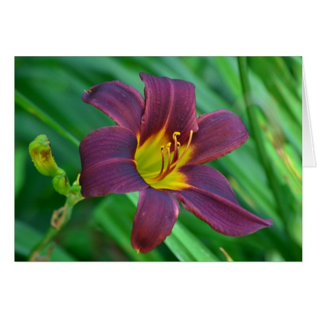 Lily Carte pour notes (Devant horizontal)