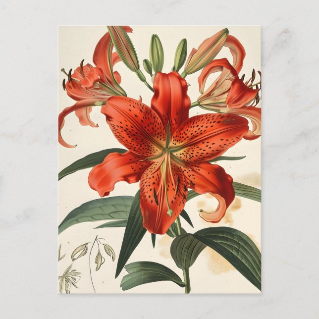 Lily Closeup : Carte postale de beauté florale Vin (Devant)