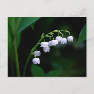 Lily de la carte postale de la vallée