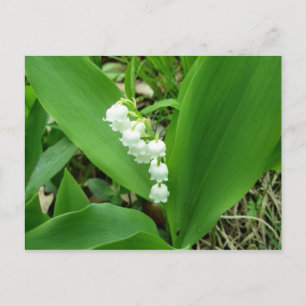 Lily de la carte postale de la vallée