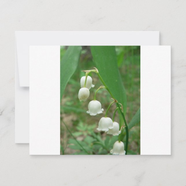 Lily de la vallée (Devant)