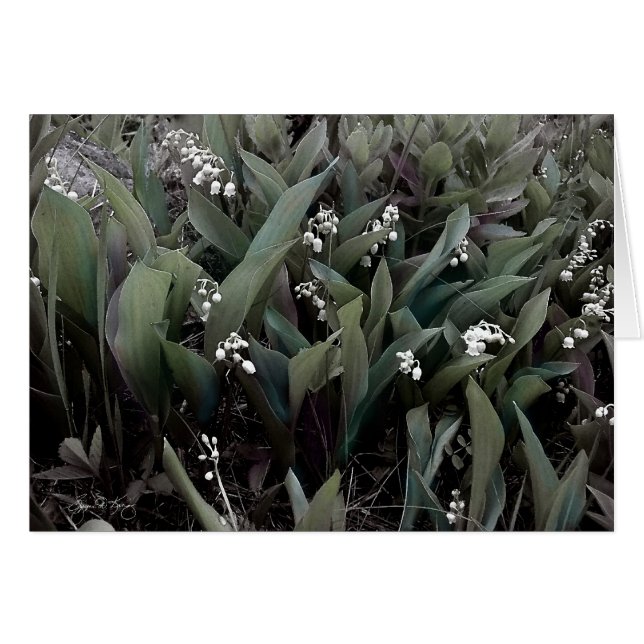 Lily de la Vallée Mindscape 1 (Devant horizontal)