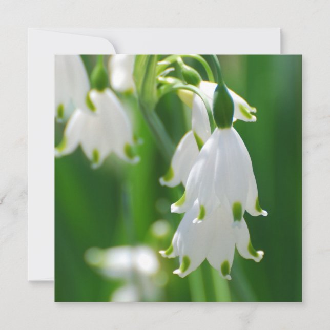 Lily de neige (Devant)