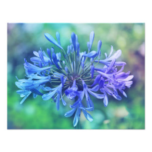 Lily du Nil Photo agrandissement