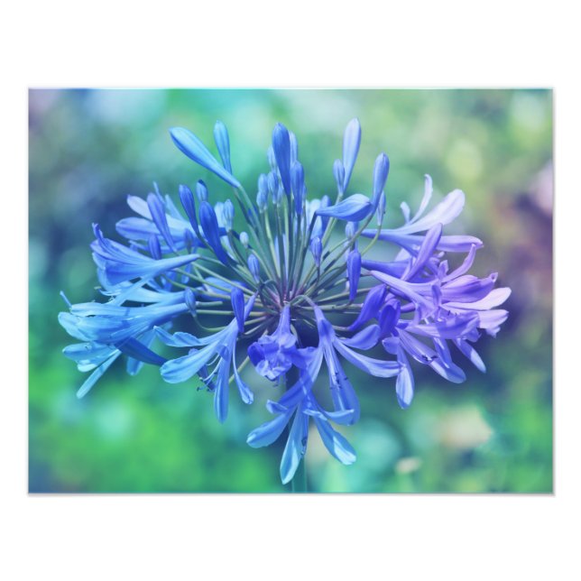 Lily du Nil Photo agrandissement (Devant)