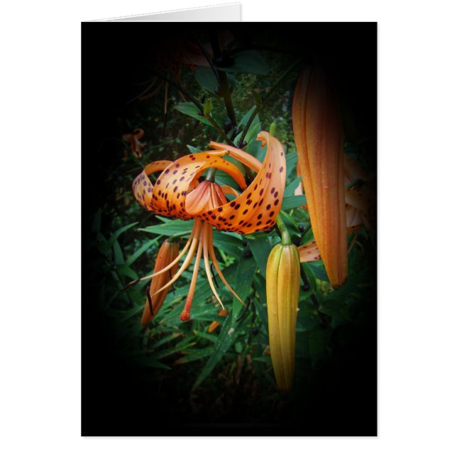 Lily Fleur sauvage, Casquette de Turk (Devant)