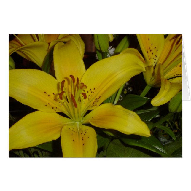 Lily hurle (Devant horizontal)