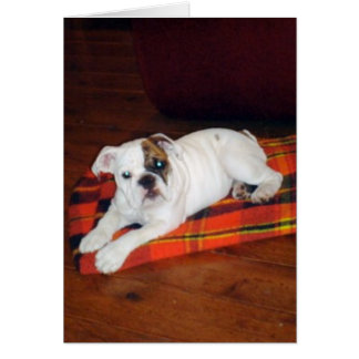 Lily le chiot de Bulldog anglais
