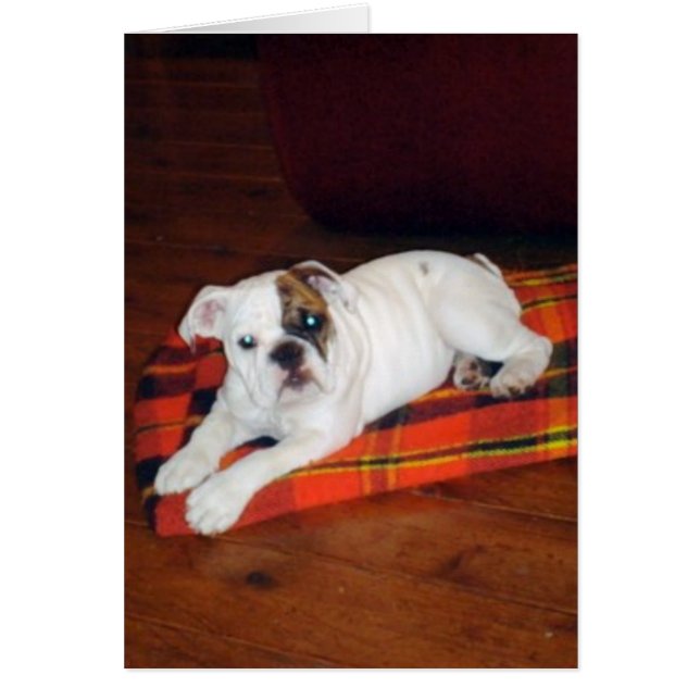 Lily le chiot de Bulldog anglais (Devant)