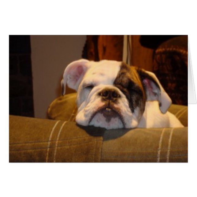 Lily le chiot de Bulldog anglais (Devant horizontal)