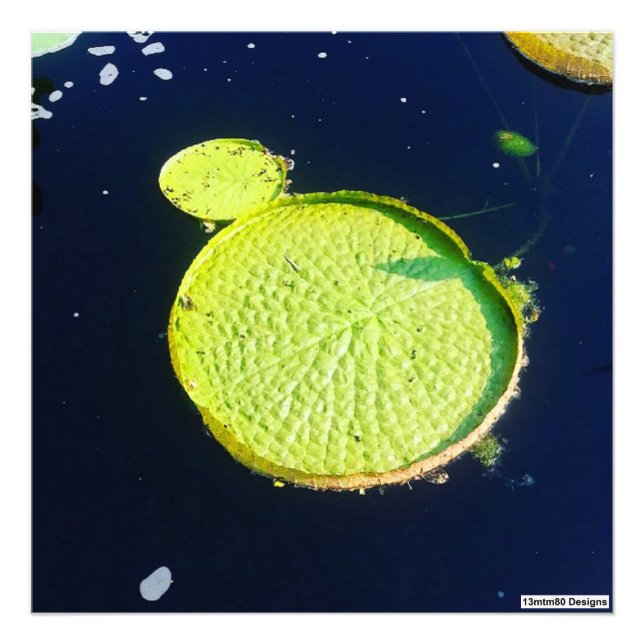 Lily Pad (Chicago) - Impression photo (Devant)