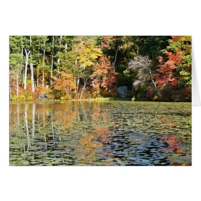 Lily Pad Cove - Whitney Pond (Devant horizontal)