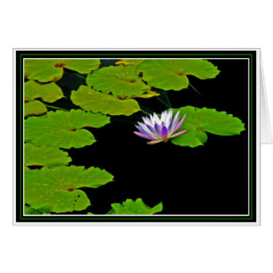 Lily Pads