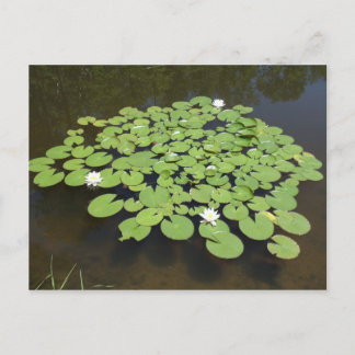Lily Pads sur l'étang - Carte postale
