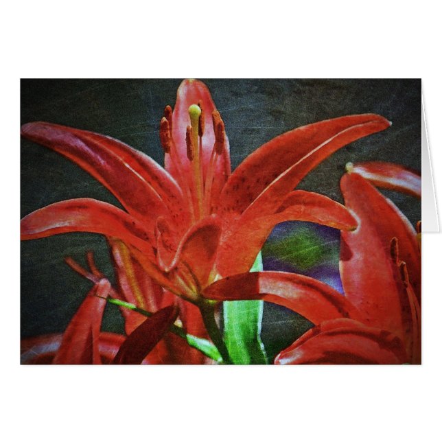 Lily rouge Texté par Shirley Taylor (Devant horizontal)