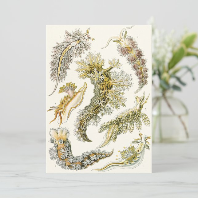 Limaces de mer, escargots par Ernst Haeckel, Anima (Debout devant)