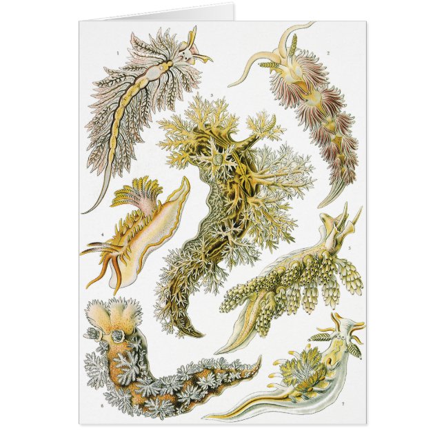 Limaces de mer par Ernst Haeckel, Nudibranchia vin (Devant)