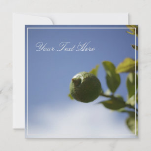 Lime de citron vert Votre carte à plat texte