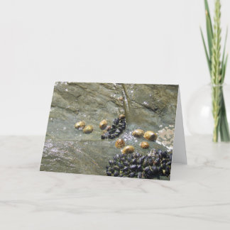 Limpets et moules dans la carte de voeux au soleil