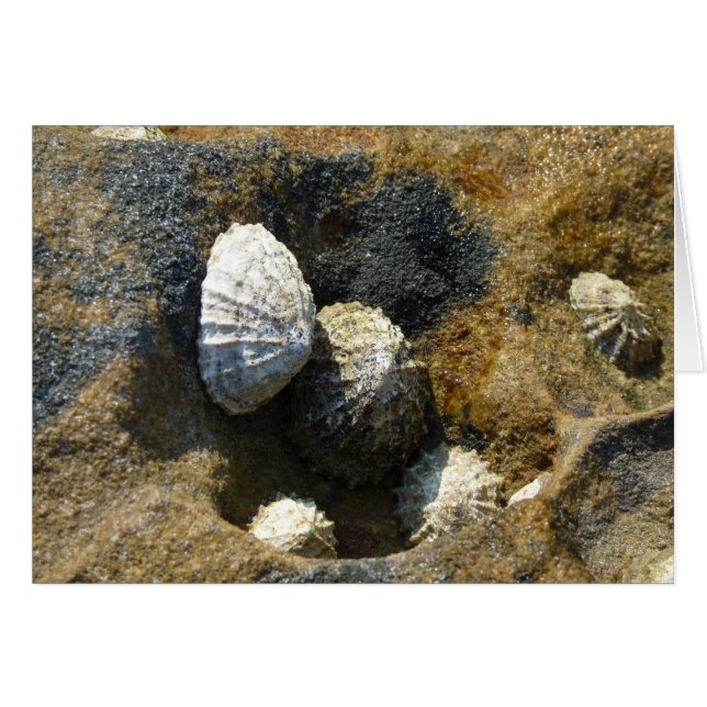 "Limpettes communes" (3) (Devant horizontal)