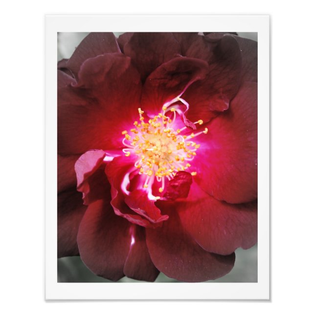 L'incendie intérieur - Rose rouge photo (Devant)
