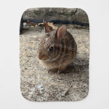 adorable bébé lapin