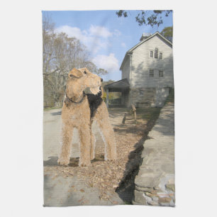 Linge De Cuisine Airedale dans la cour de la ferme