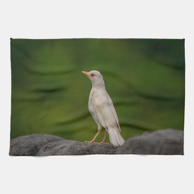 Linge De Cuisine Albino Robin dans Crown Point (Horizontal)
