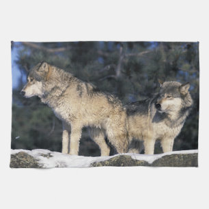 Linge De Cuisine Amérique du Nord, États-Unis, Minnesota. Loup Cani