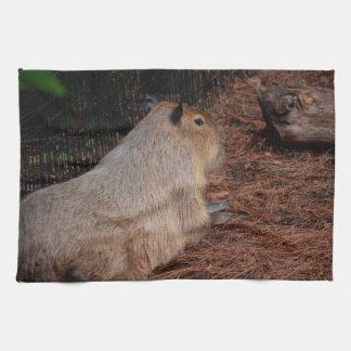 Linge De Cuisine animal majestueux de vue de dos de capybara