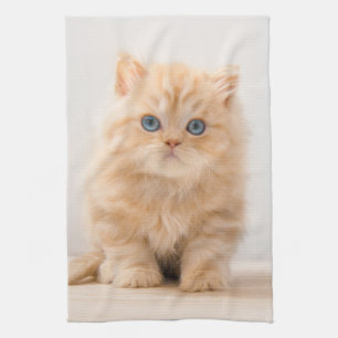 Linge De Cuisine Animaux de bébés cutest A British Longhair Kitte