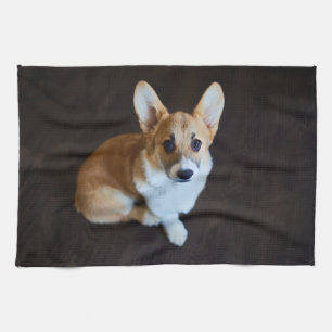 Linge De Cuisine Animaux de bébés cutest   Corgi levant les yeux