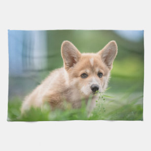 Linge De Cuisine Animaux de bébés cutest   Corgi Puppy dans le tria