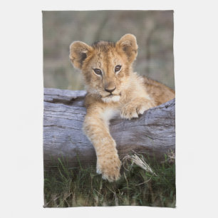 Linge De Cuisine Animaux de bébés cutest   Cute Lion Cub
