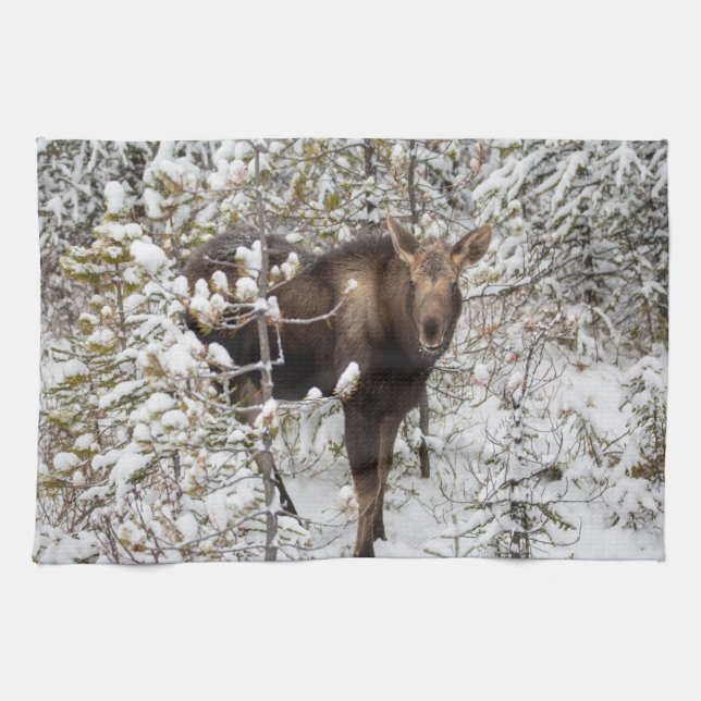 Linge De Cuisine Animaux de bébés cutest | Moose Calf (Horizontal)