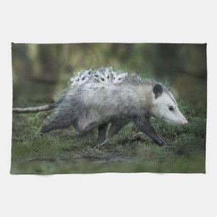 Linge De Cuisine Animaux de bébés cutest   Opossum Maman & Kids