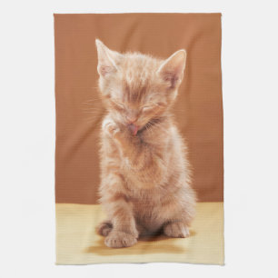 Linge De Cuisine Animaux de bébés cutest   Orange Tabby Kitten