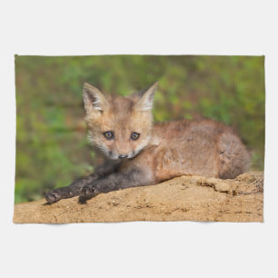 Linge De Cuisine Animaux de bébés cutest   Red Fox Pup