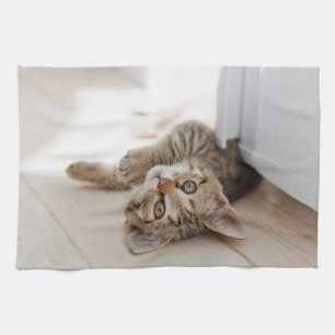 Linge De Cuisine Animaux de bébés cutest Shorthair Tabby Kitten