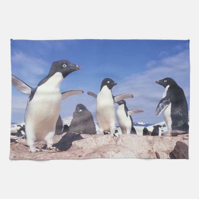 Linge De Cuisine Antarctique, Manchot Adélie Pygoscelis (Horizontal)