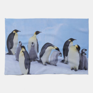 Linge De Cuisine Antarctique, Manchots empereurs