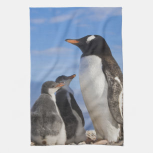 Linge De Cuisine Antarctique, Neko Cove (Port). Pingouin Gentoo 2